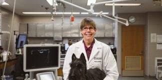 Deborah Knapp studies cancer in Scottish terriers to help advance the science of detecting and treating early cancer in both humans and dogs. (Purdue University photo/Rebecca McElhoe)