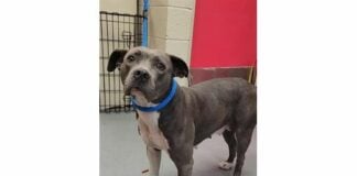 adoptable IACS dog, Gertrude