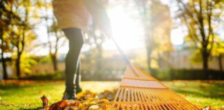 fall leaves