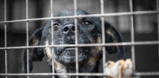 Dog in animal shelter waiting for adoption. Portrait of homeless dog in animal shelter cage. Kennel dogs locked