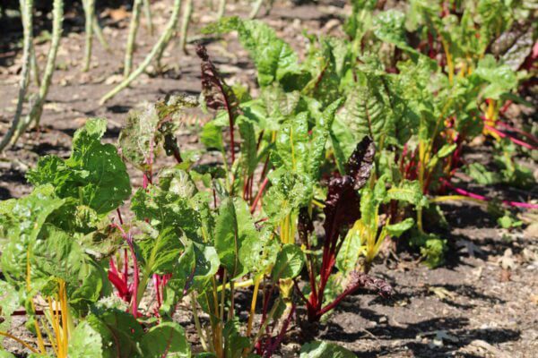 urban farm, A Longer Table