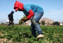 Trump allows more foreign ag workers, eases off ICE raids on farms Farmworkers gather produce near Hemet, Calif. The Trump administration is making it easier for farmers to employ guest workers from other countries. (Photo by Mario Tama/Getty Images)